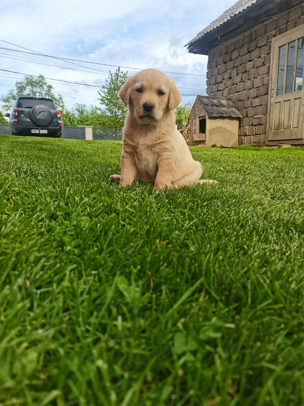 Pui Labrador retriver 