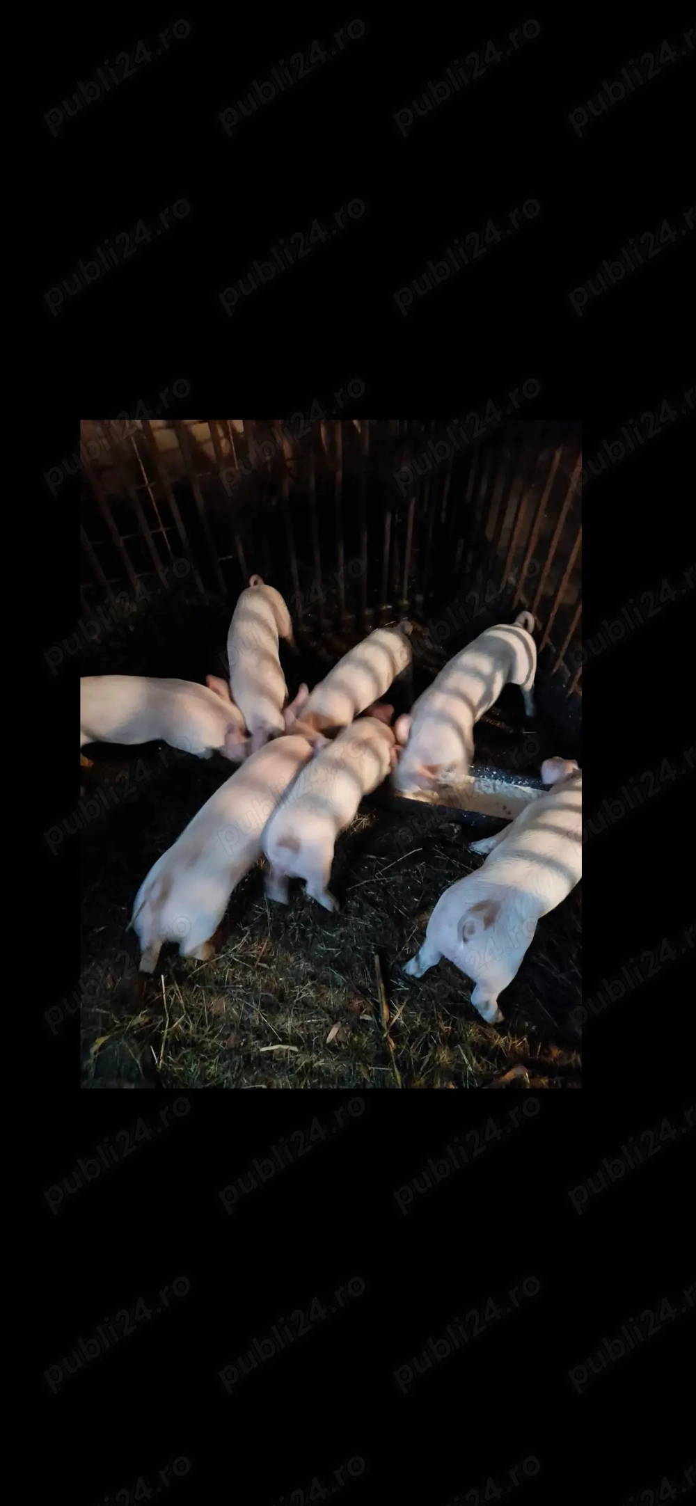 Vând purcei 7 săptămâni 