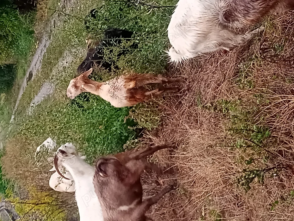 Vând iezi, femele și masculi!