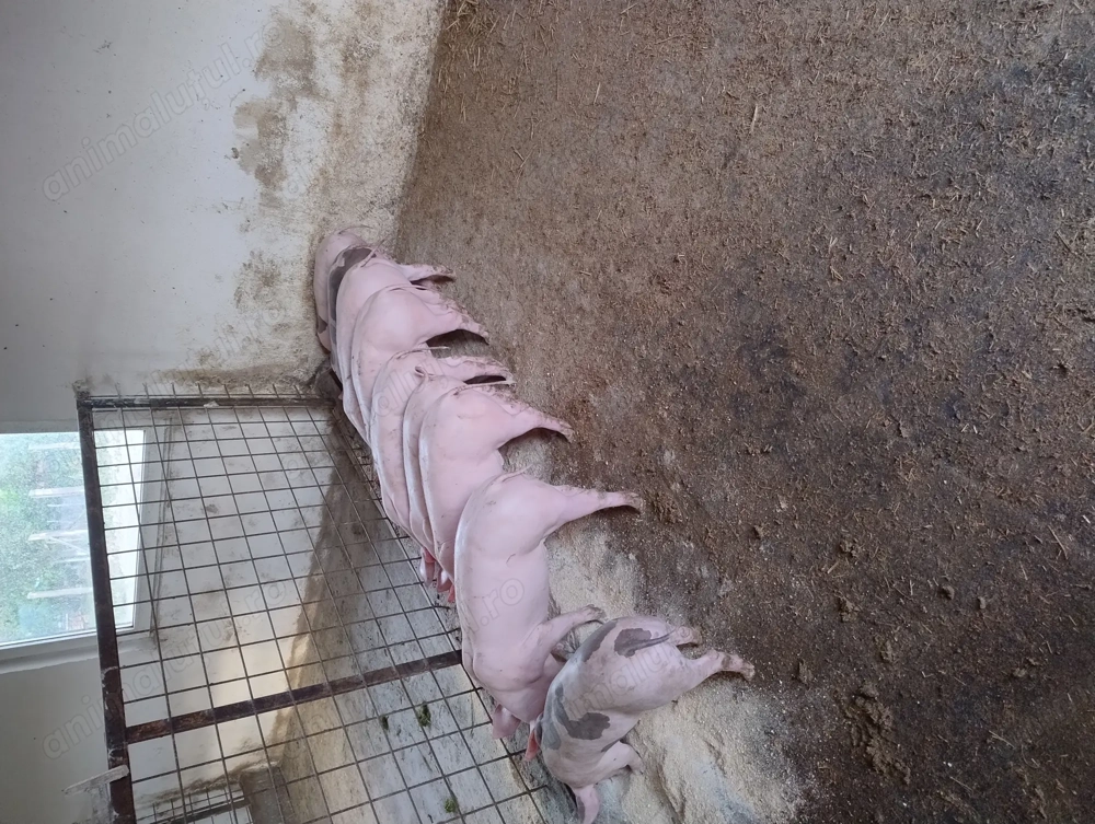 Purcei pietrean cu marele alb 