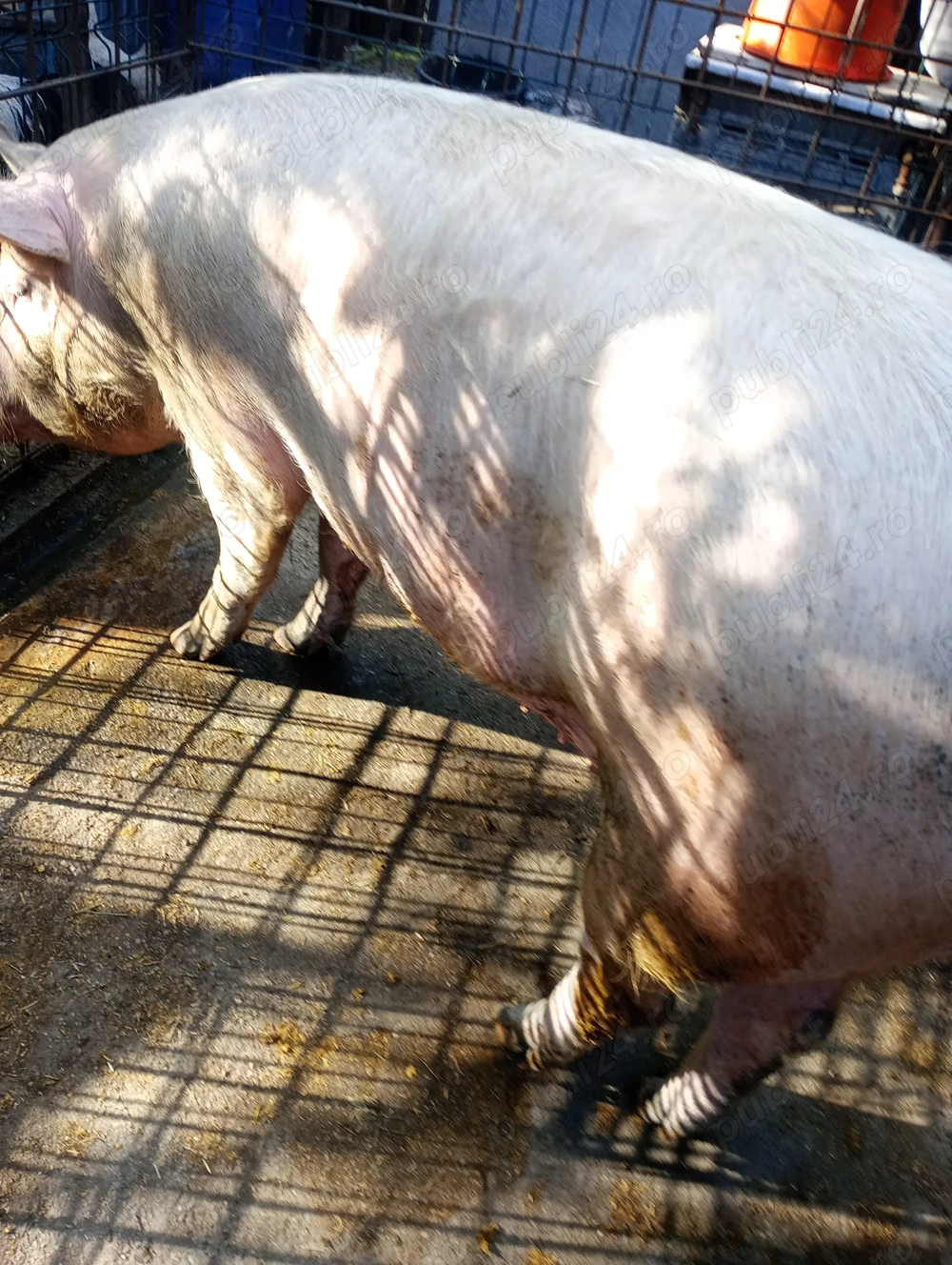 Vând porci, rasa de carne!