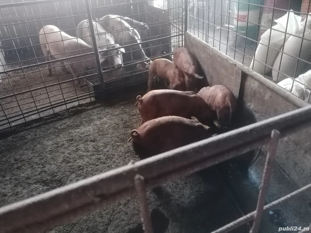 Porci de vânzare  Porci de vânzare