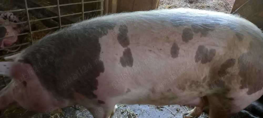 Porc pentru sacrificat  Porc pentru sacrificat