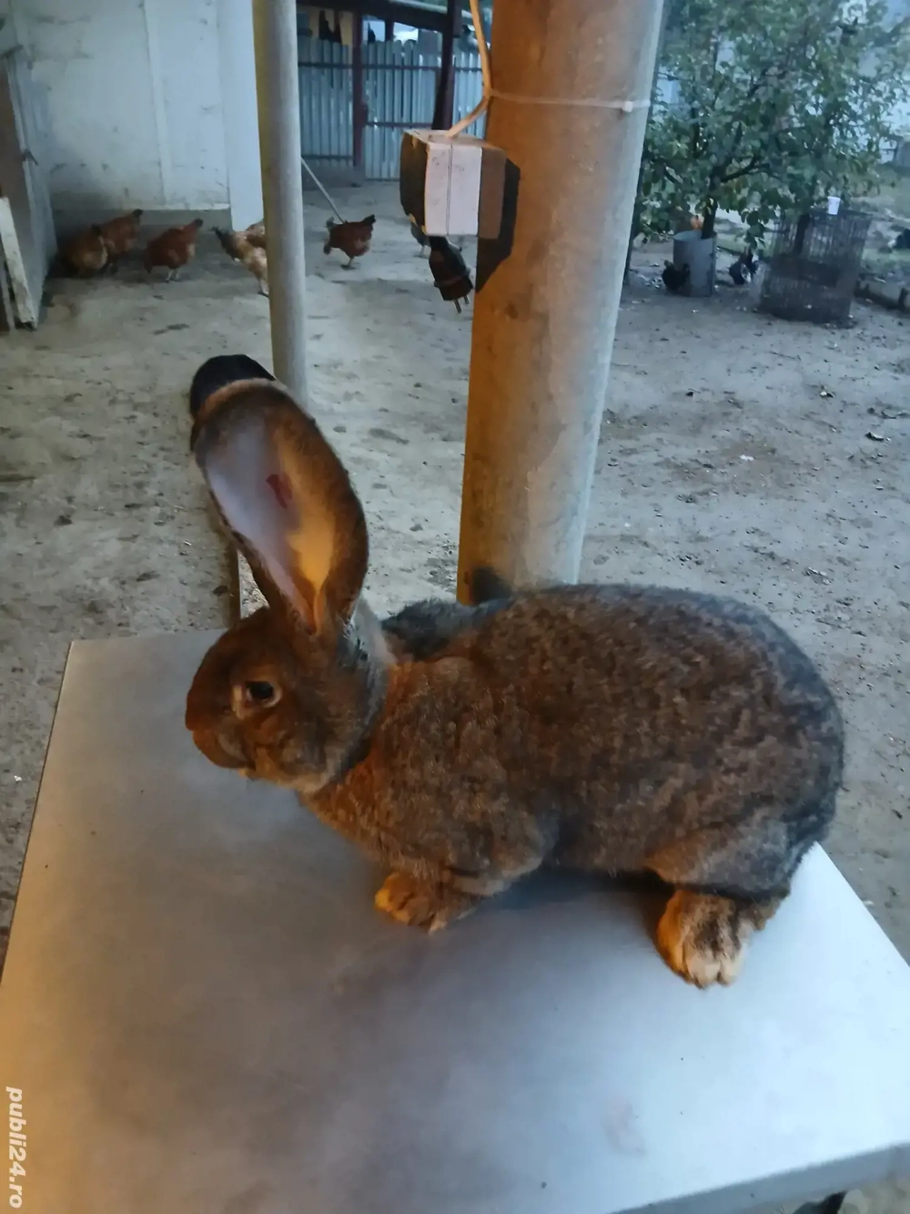 mascul uriaș german 6,5 luni disponibil, deparazitat și vaccinat! mascul uriaș german 6,5 luni disponibil, deparazitat și vaccinat!