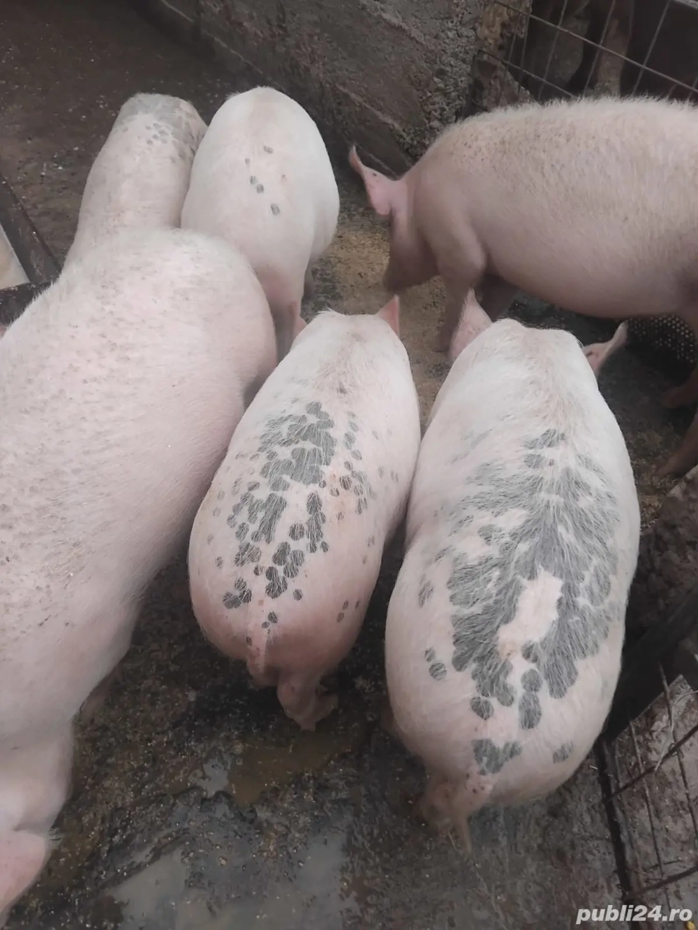 vând purcei șoldani 