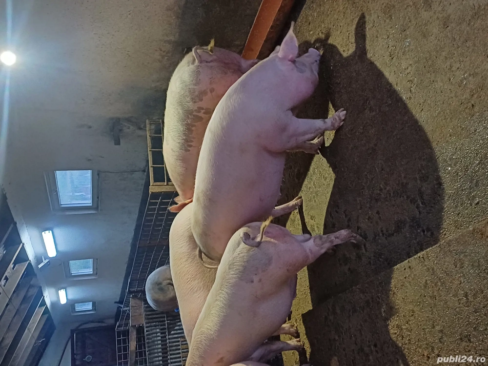 vand porci de carne  vand porci de carne