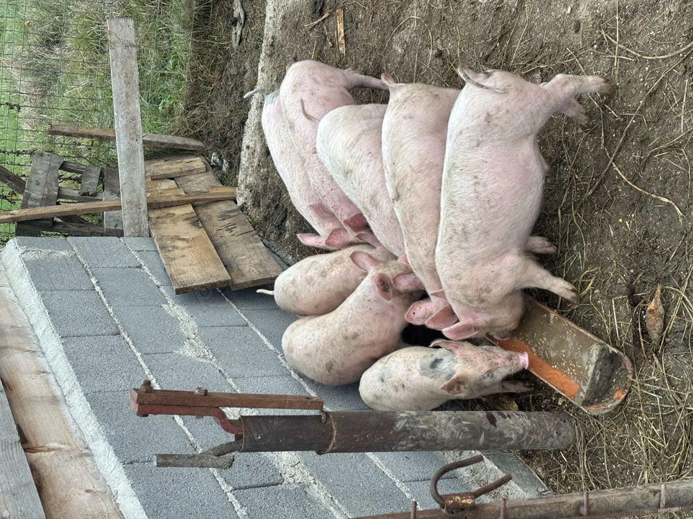 Purcei de vânzare  Purcei de vânzare