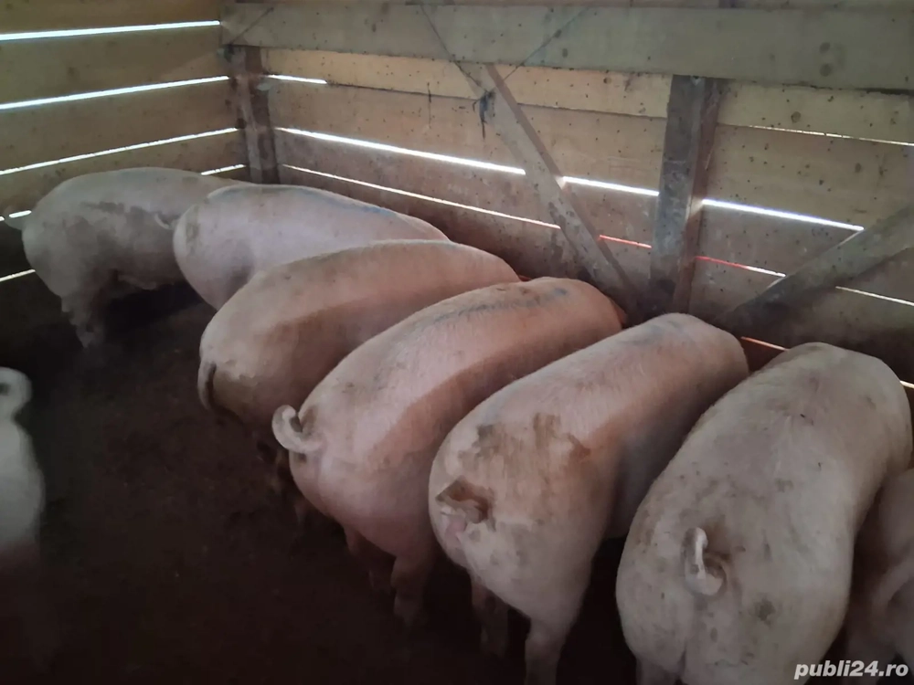 vând porci Rasa de calitate Marele Alb &Landrace, medie 135 kg vând porci Rasa de calitate Marele Alb &Landrace, medie 135 kg