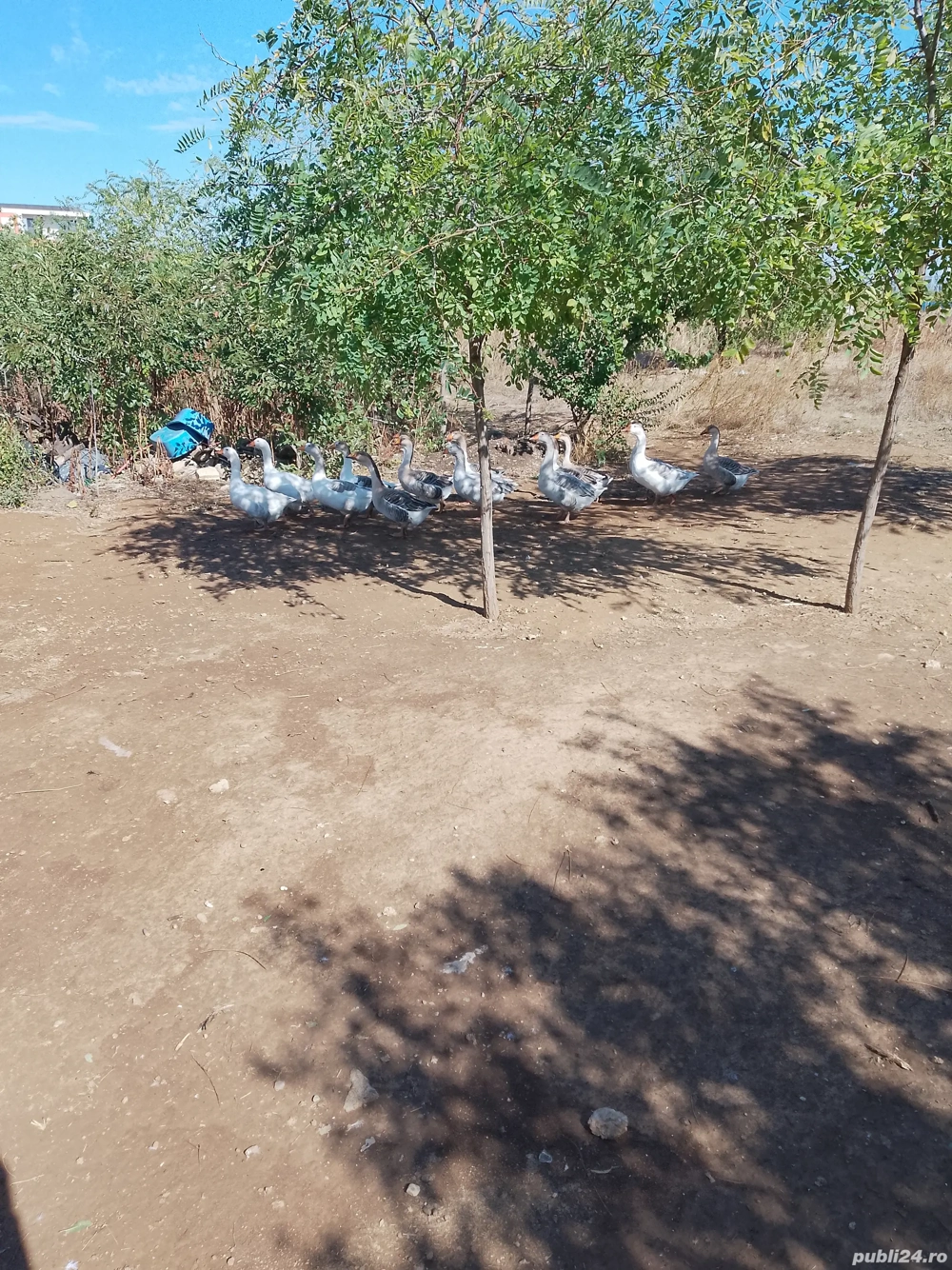 vand gaste vand gaste