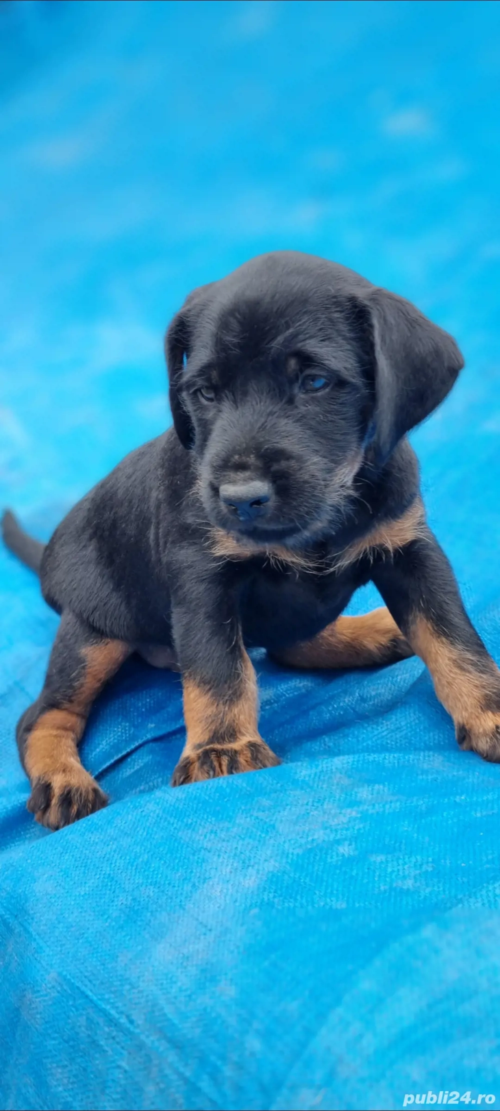 Jagd terrier jagdterrier 