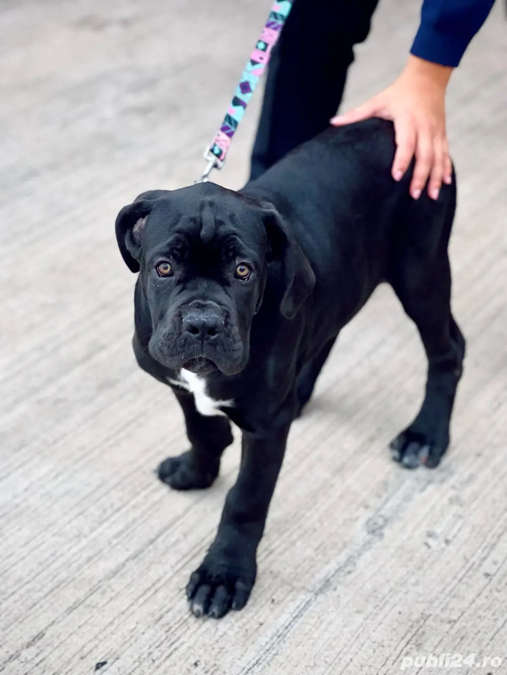 Cane Corso 13 saptamani Cane Corso 13 saptamani