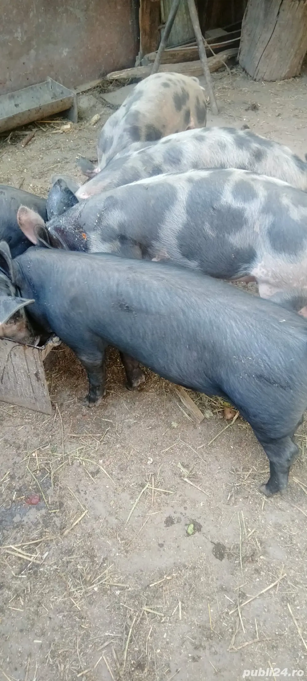 Porci grasuni Pietrain