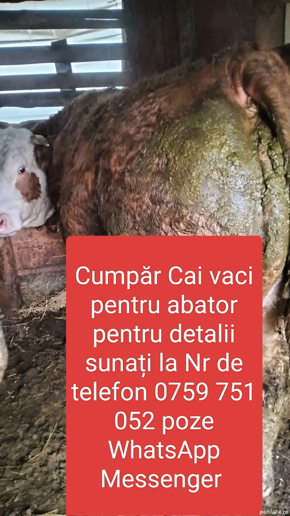 Achiziții animale de abator 