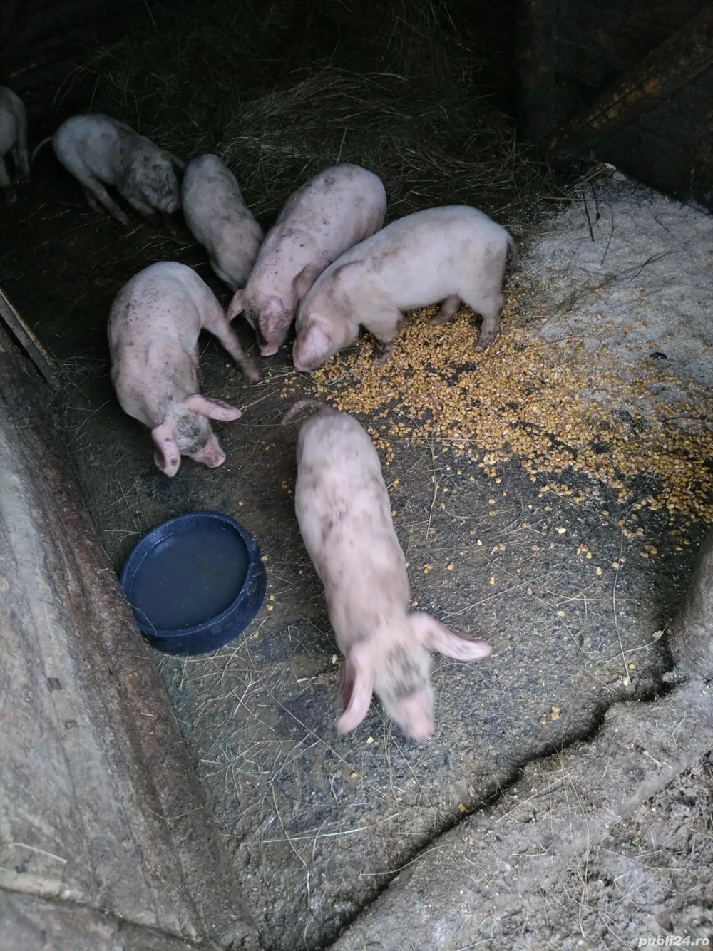 vând purcei de 8 saptamâni vând purcei de 8 saptamâni