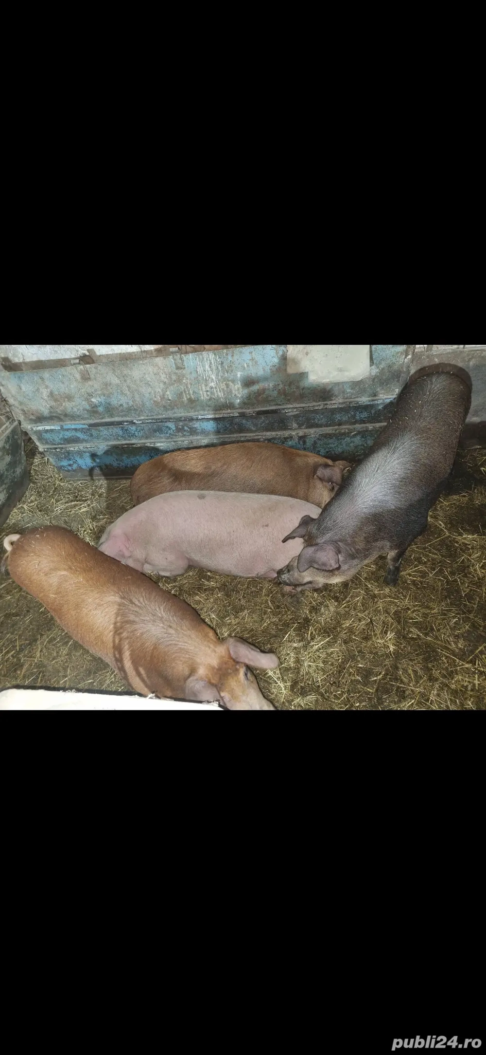 Vand porci pentru sacrificat Vand porci pentru sacrificat