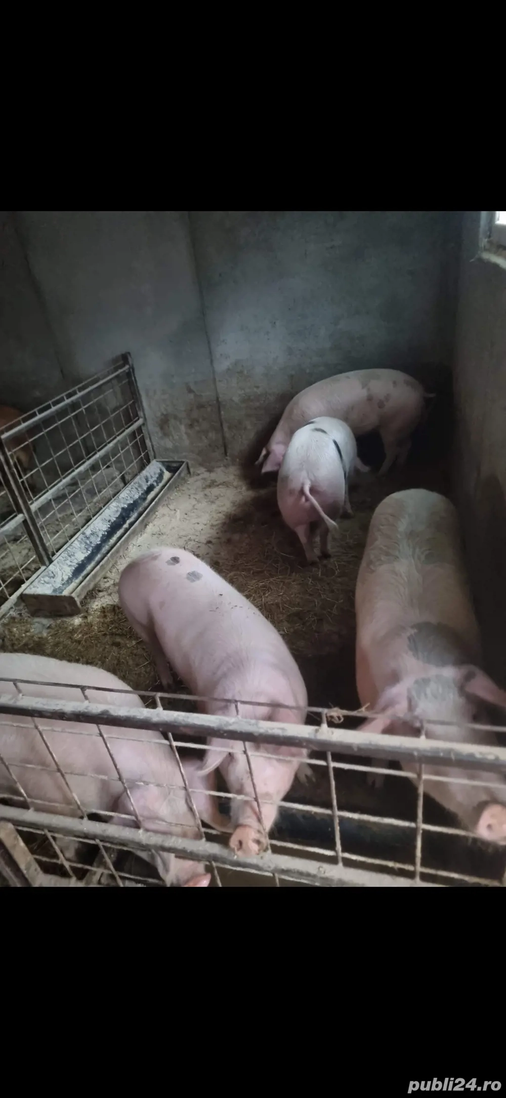 Vand porci pentru sacrificat Vand porci pentru sacrificat