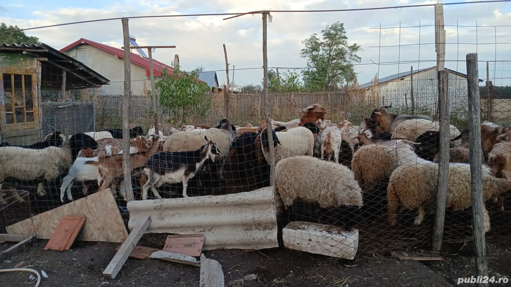 vand capre și oi 