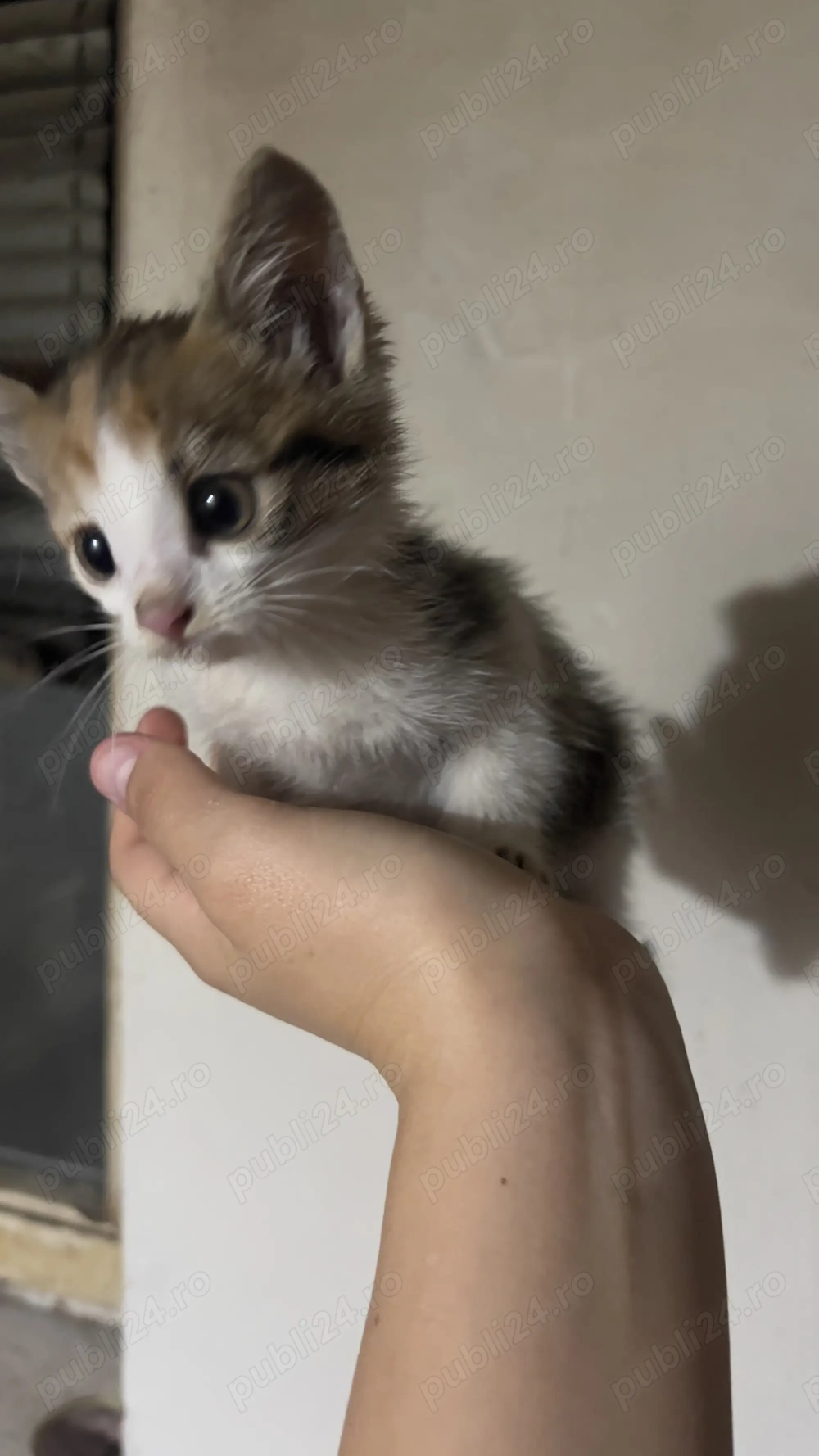 Pisicuță sănătoasă, prietenoasă și drăgălașă, disponibilă imediat în Varșolț! Are 2 luni. Pisicuță sănătoasă, prietenoasă și drăgălașă, disponibilă imediat în Varșolț! Are 2 luni.