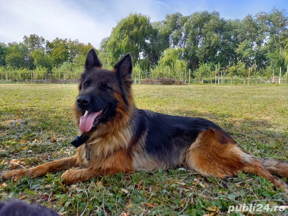 Vând femelă Ciobănesc German cu păr lung