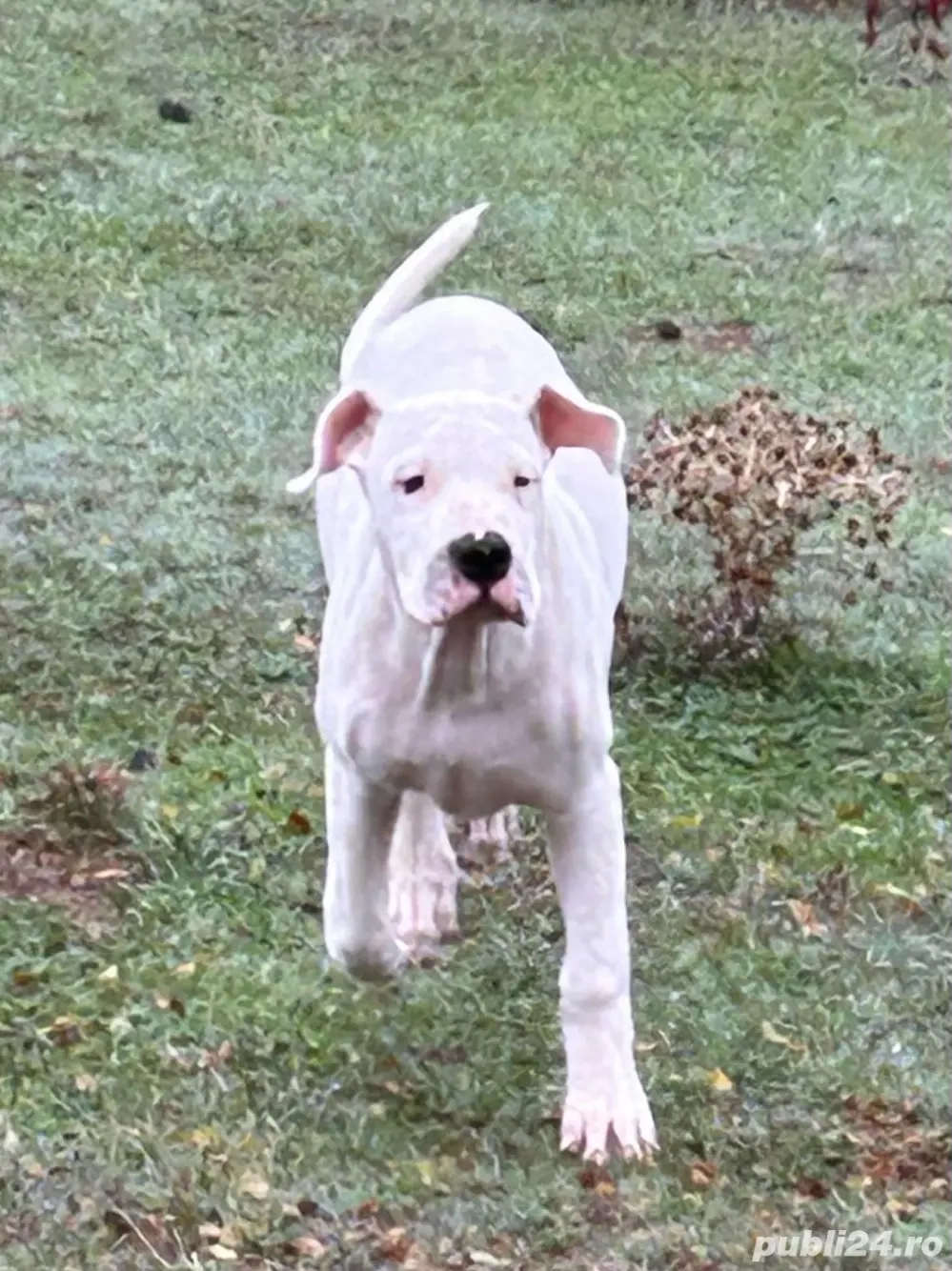 Mascul dog argentinian Mascul dog argentinian