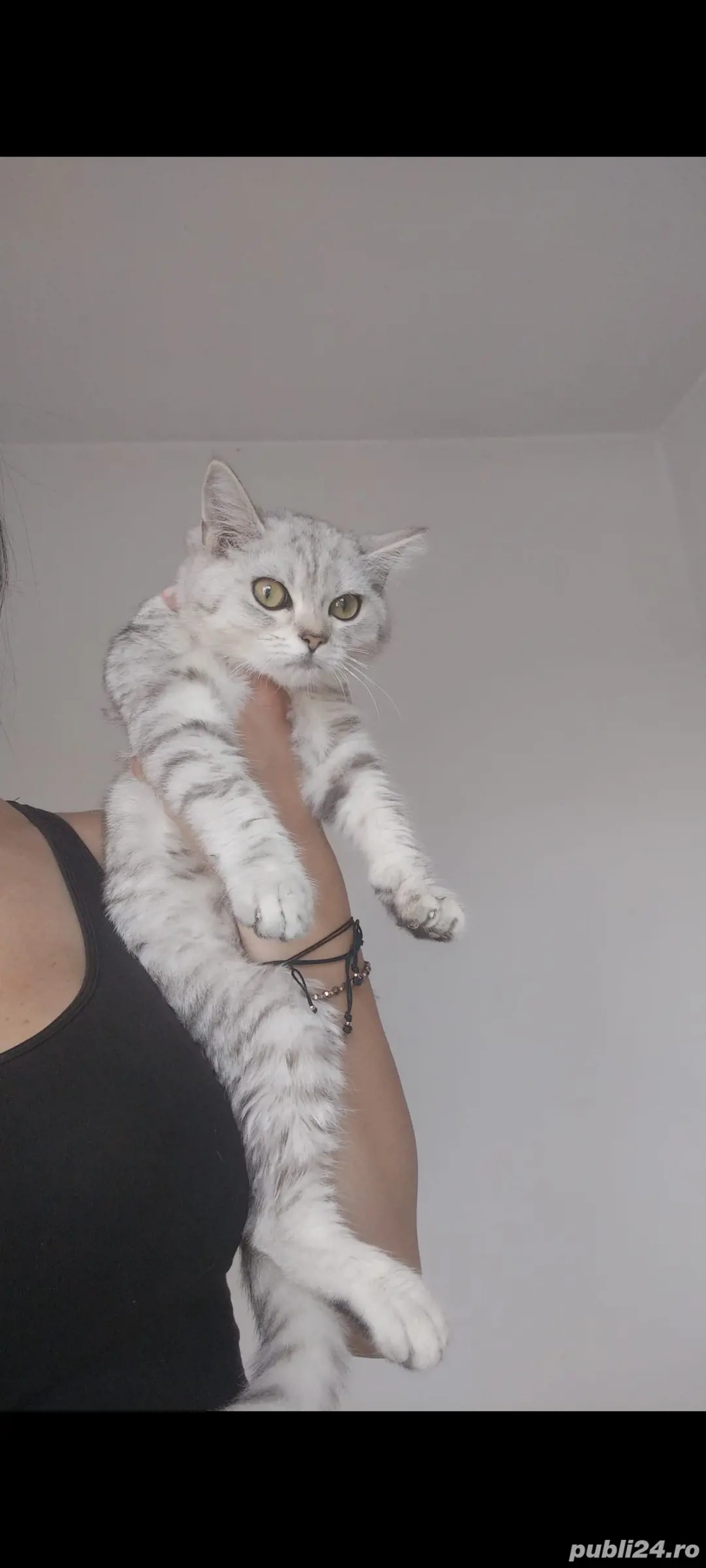 British chinchila silver!!! British chinchila silver!!!