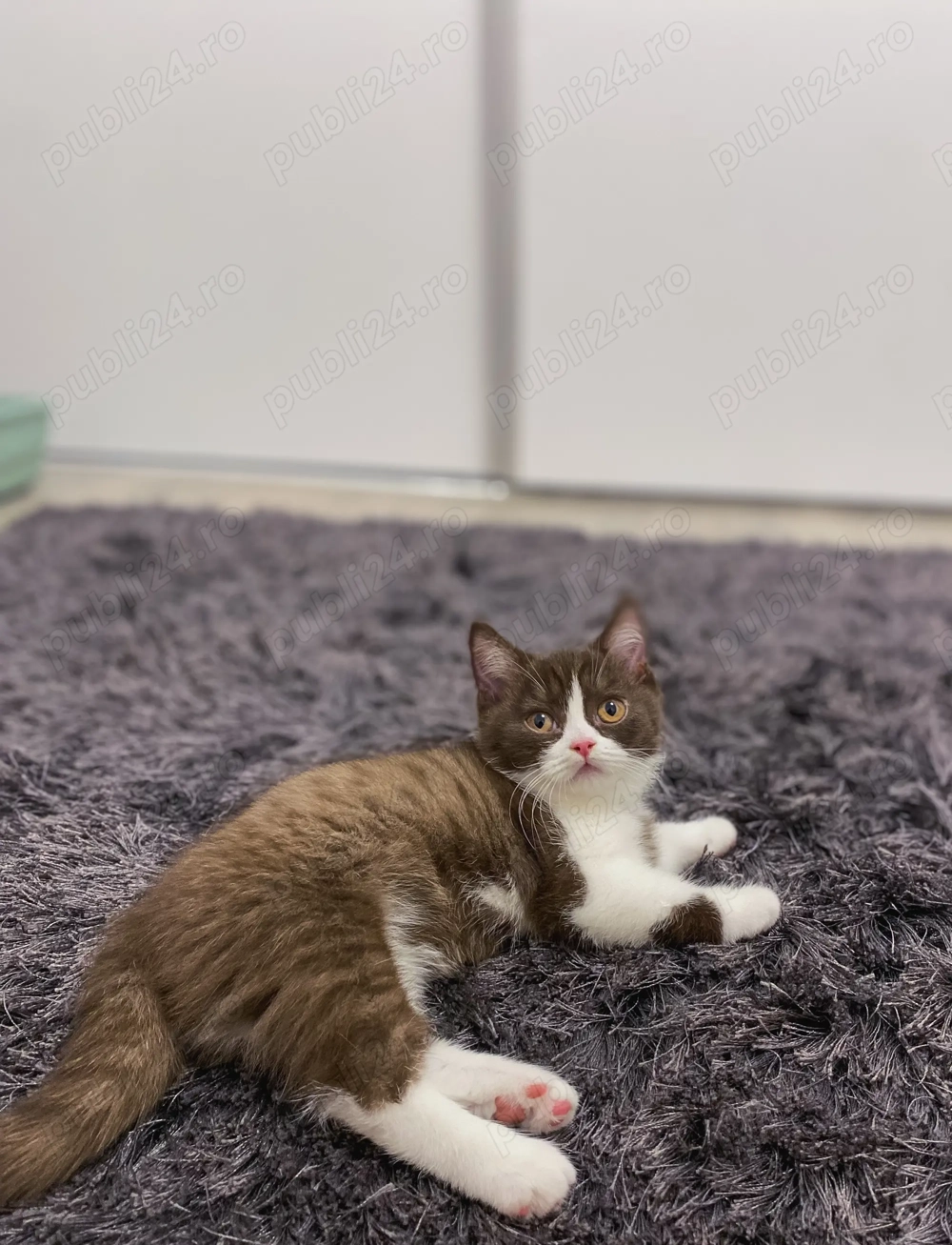 British shorthair cinamon British shorthair cinamon