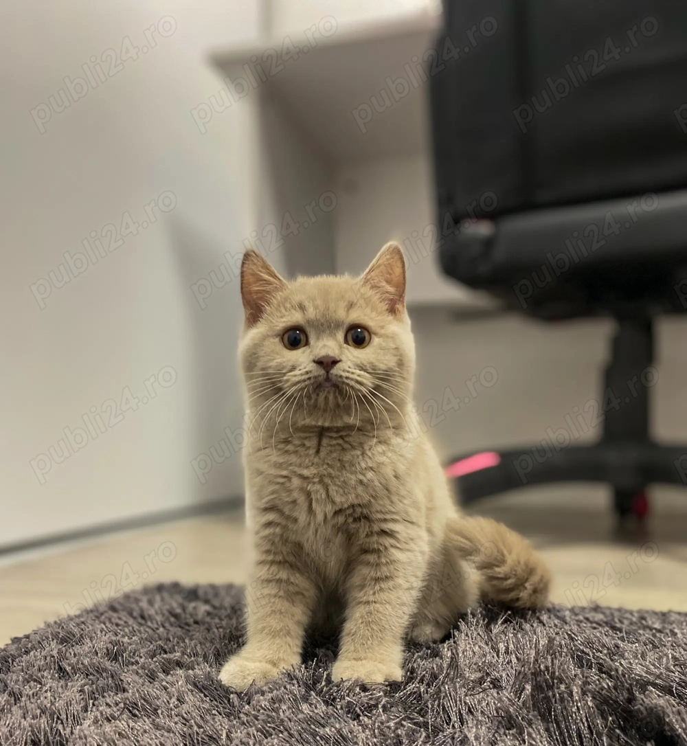 British shorthair pisică British shorthair pisică