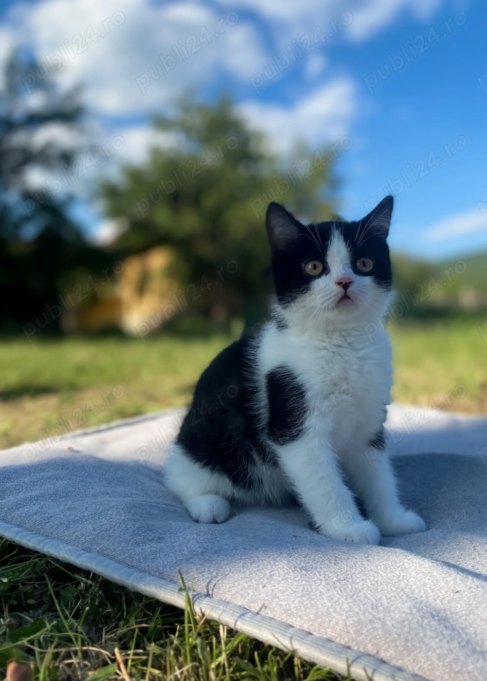 British shorhair bicolor motan