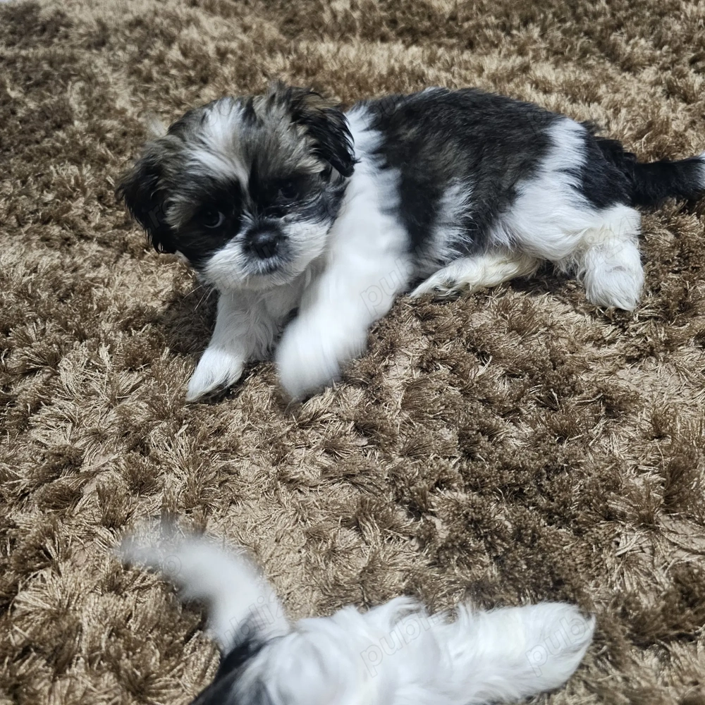 Shihtzu  de vanzare 
