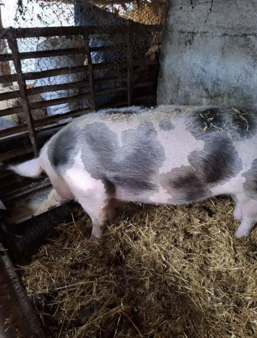 Scroafa de vânzare  Scroafa de vânzare