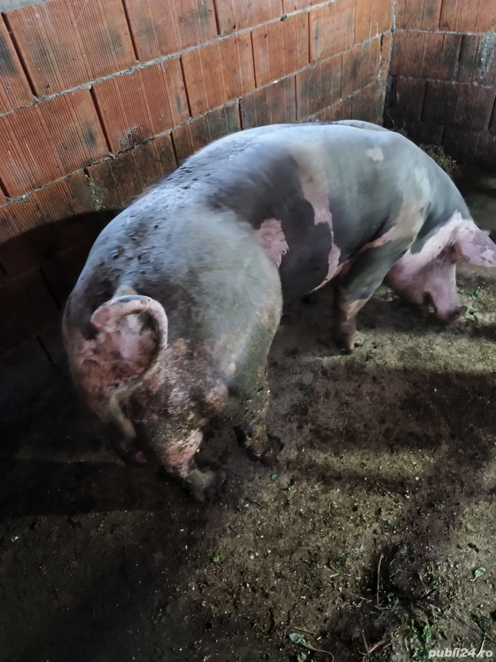 Mascul Pietran Mascul Pietran