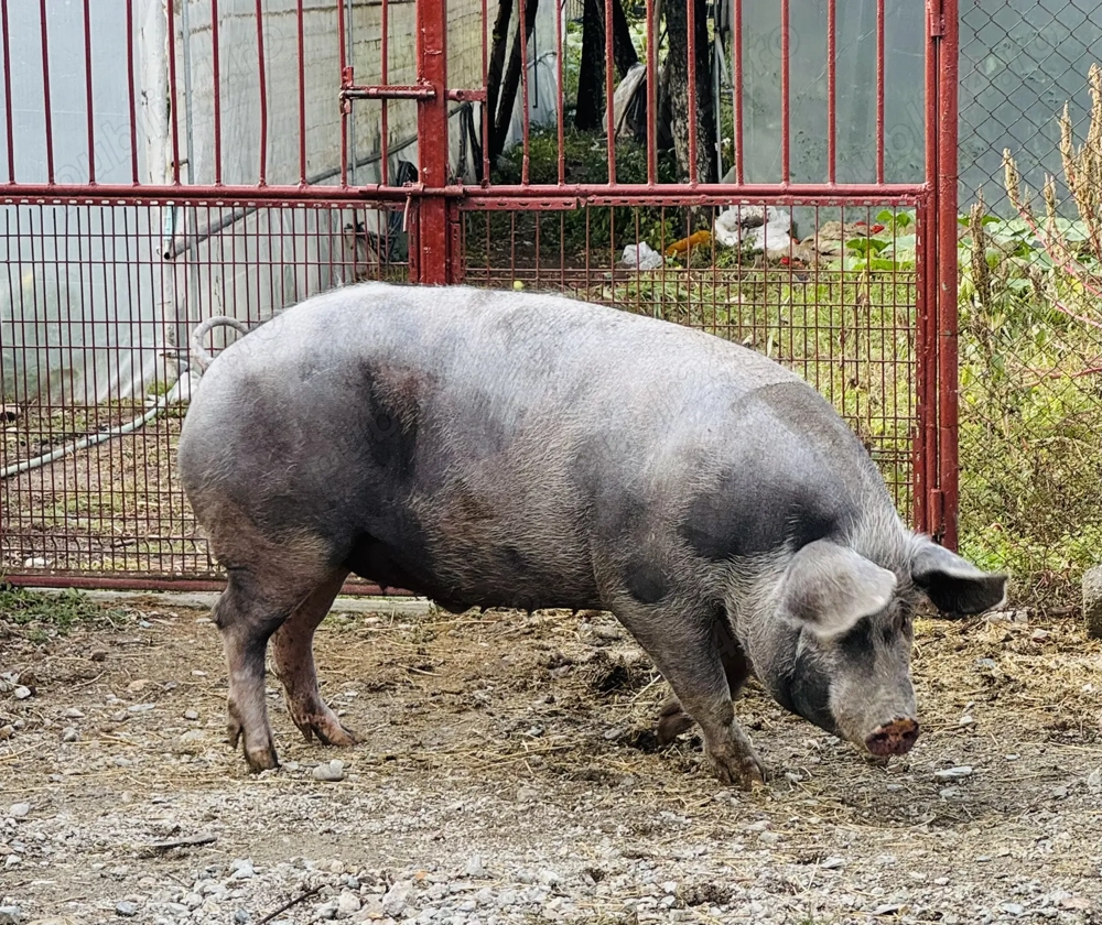 Vând porci crescuți natural