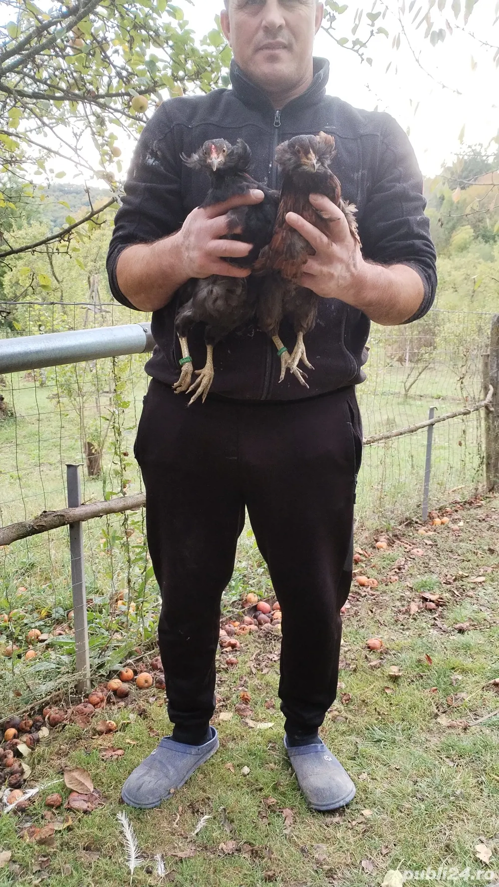 Cocosii Araucana de anul acesta scoși la sfîrsitul lui martie cu favoriții și fără