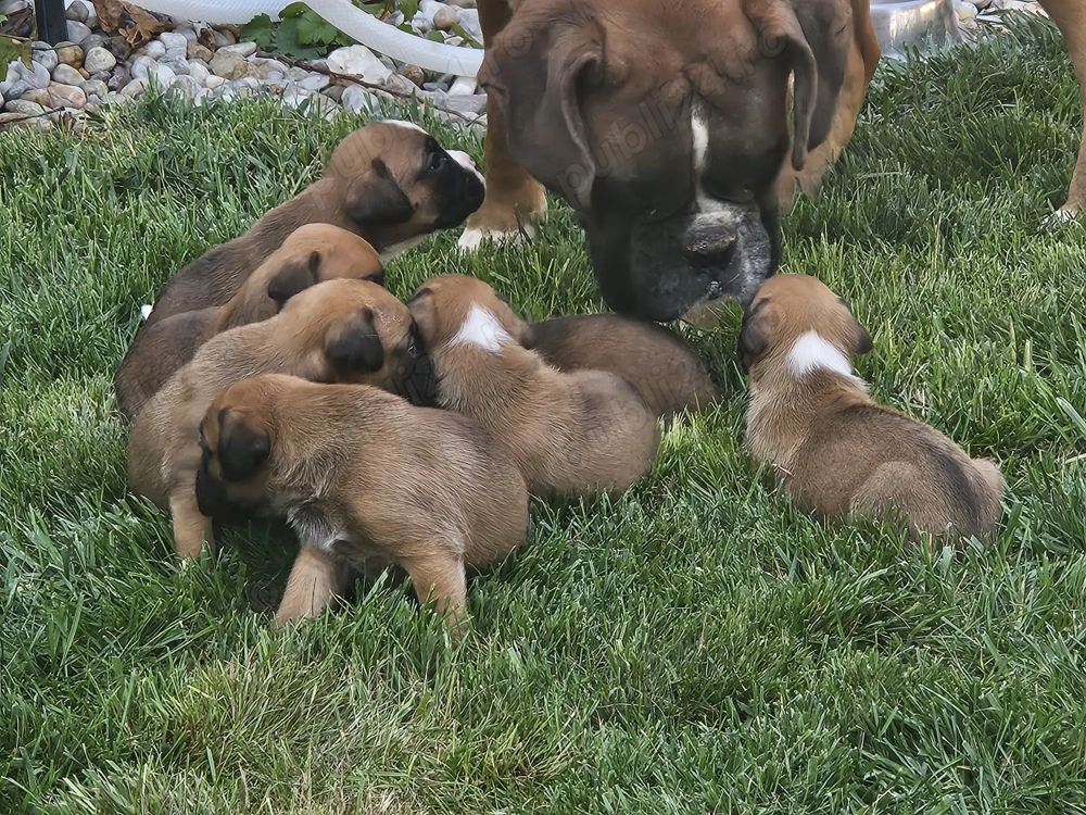 In cautarea unui nou camin In cautarea unui nou camin