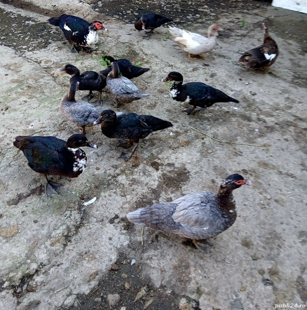 Rațe lesesti  Rațe lesesti