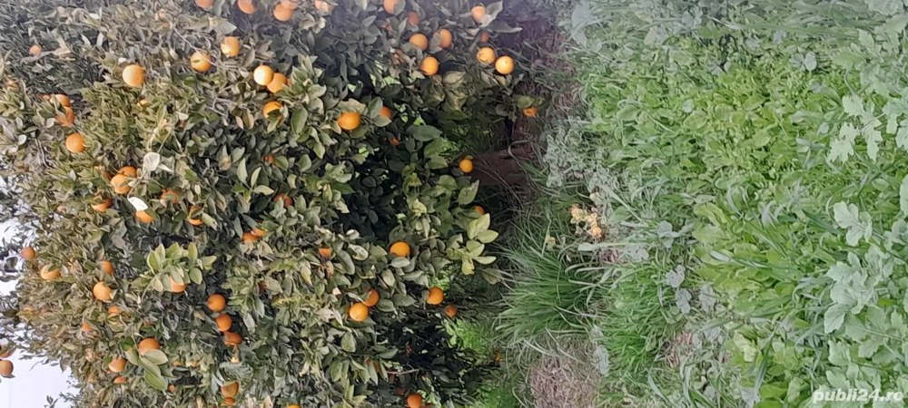 Caut 6 persoane la cules de portocale