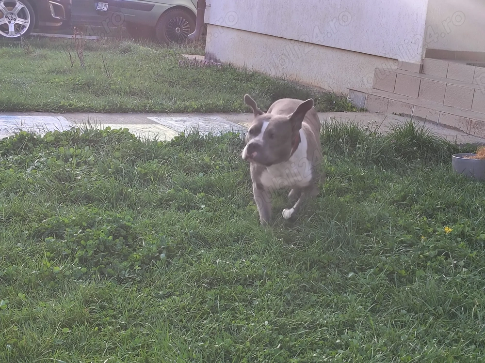 Donez American bully Donez American bully