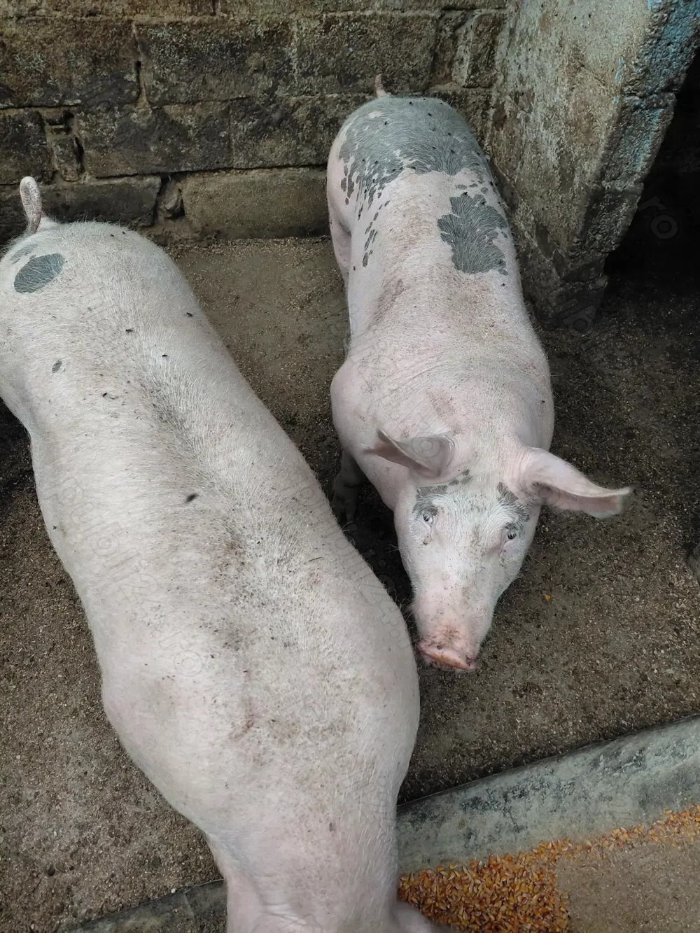 Purcei de vanzare  Purcei de vanzare