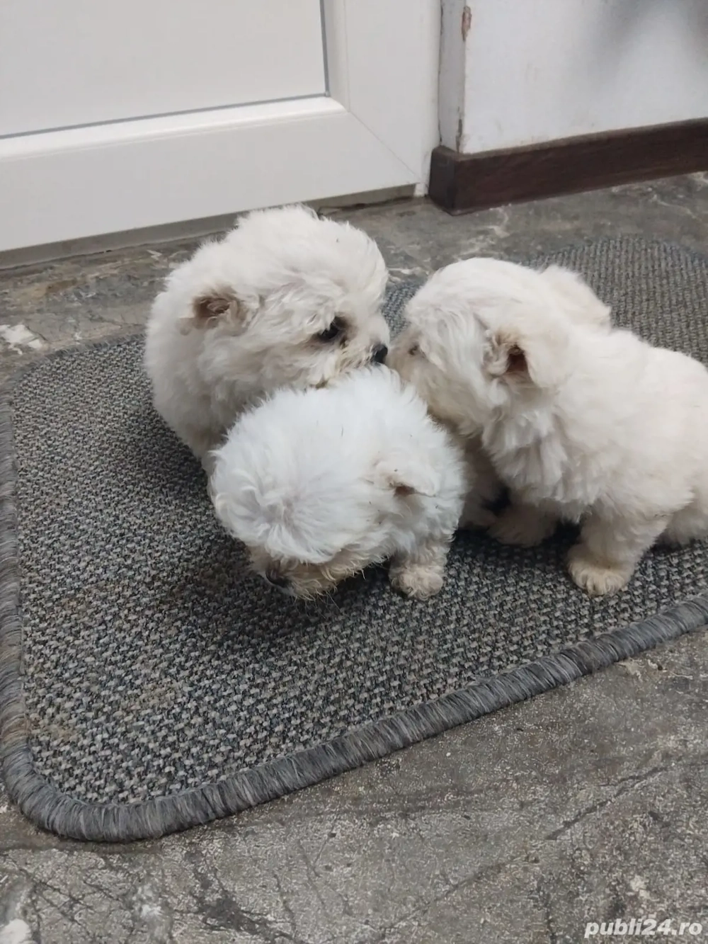 catei bichon catei bichon