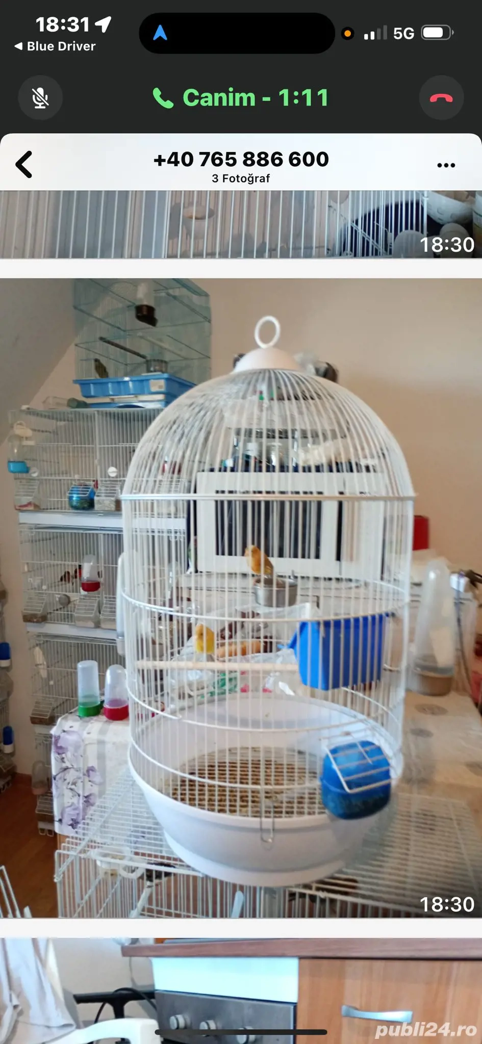 Păsări de companie ,canari