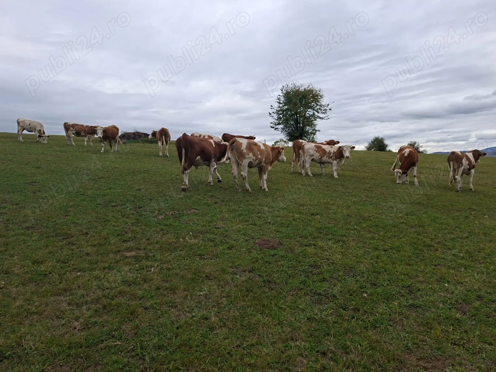 Vand juninci. . Vand juninci. .