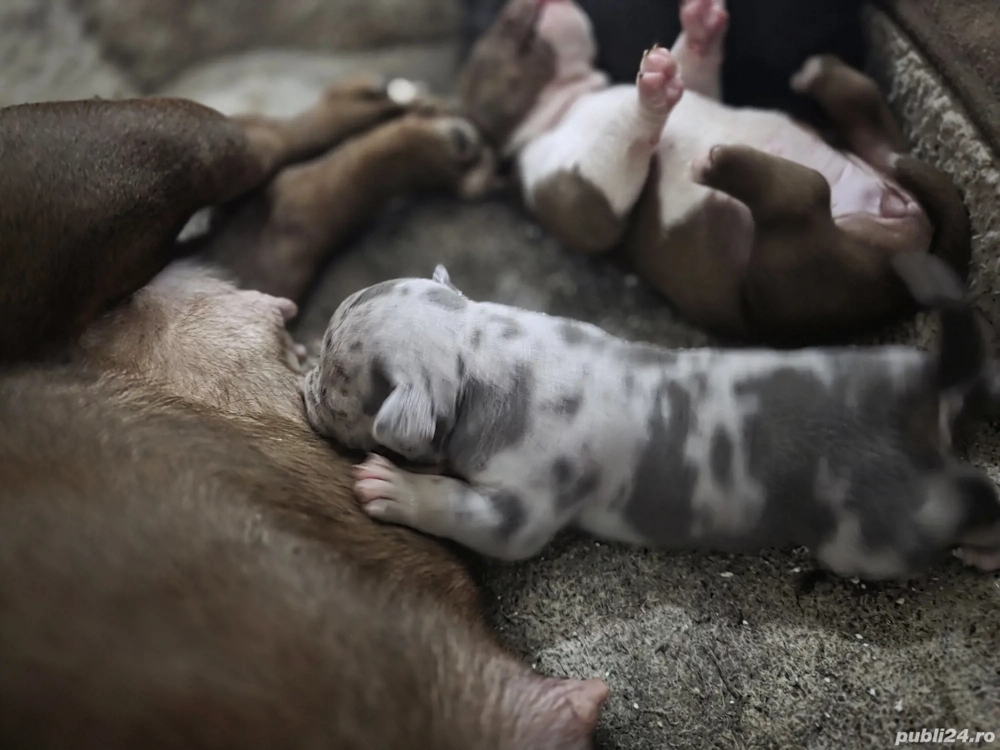 American Bully Micro!!!!