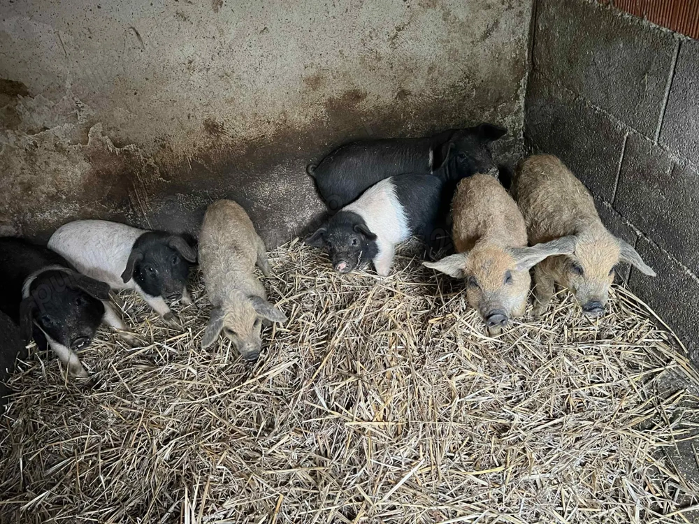  Bazna si mangalita de vanzare!