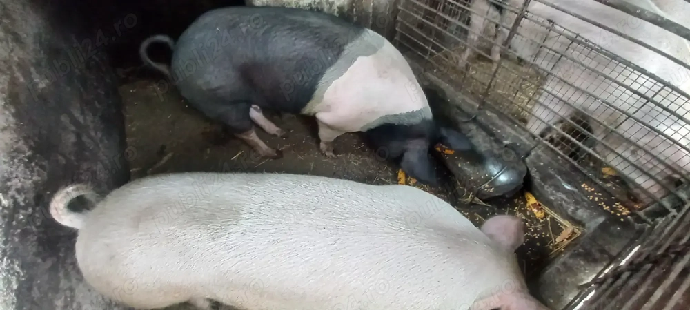 Vând porcii  pentru sacrificare de Crăciun  Vând porcii  pentru sacrificare de Crăciun