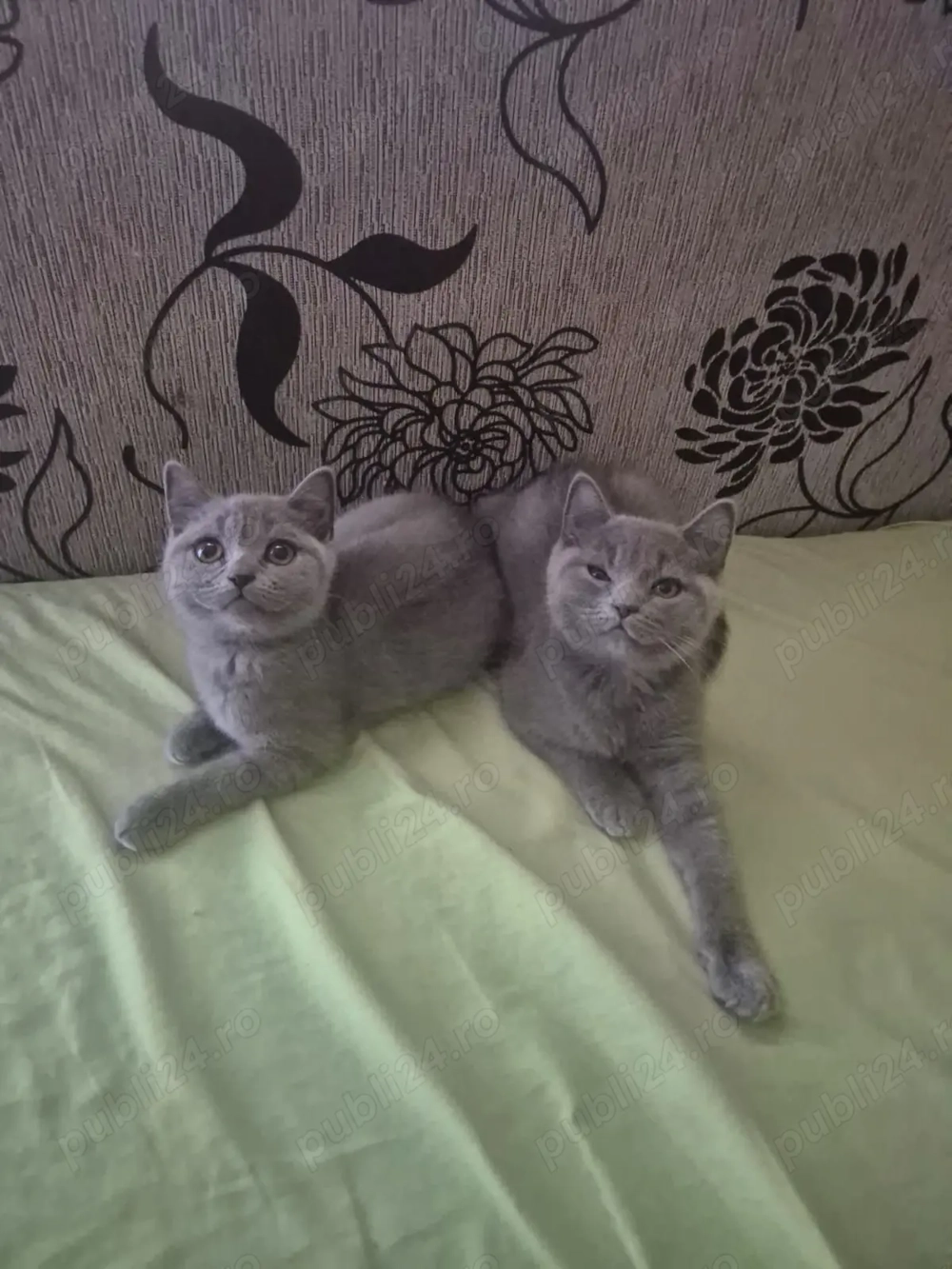 Pisici british shorthair