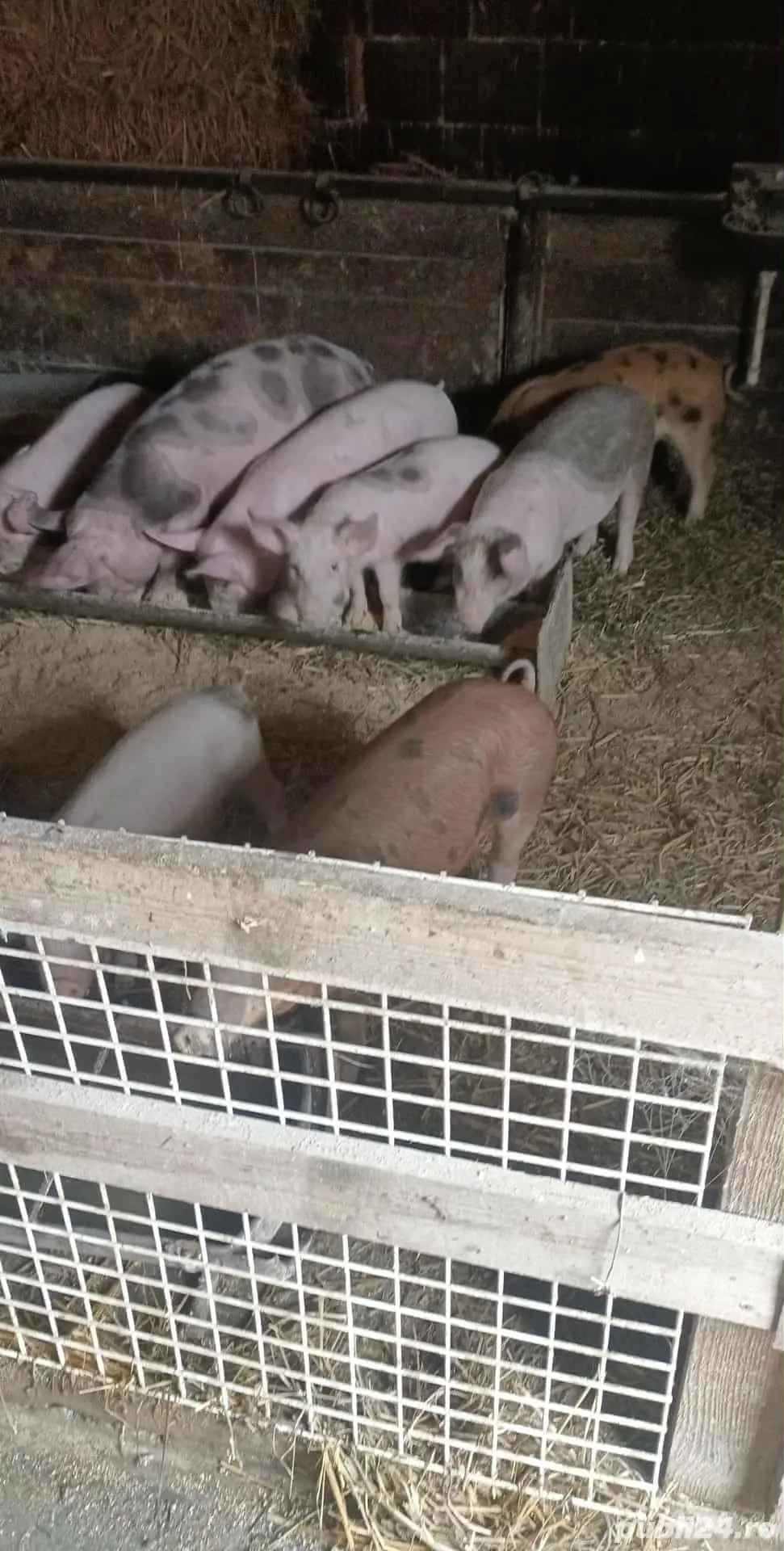 vand purcei 20-25  kg vand purcei 20-25  kg