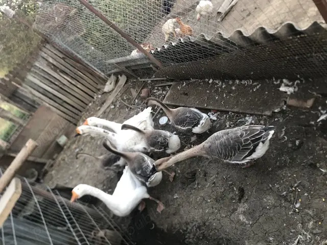 Vand gaste lesesti foarte bine dezvoltate!