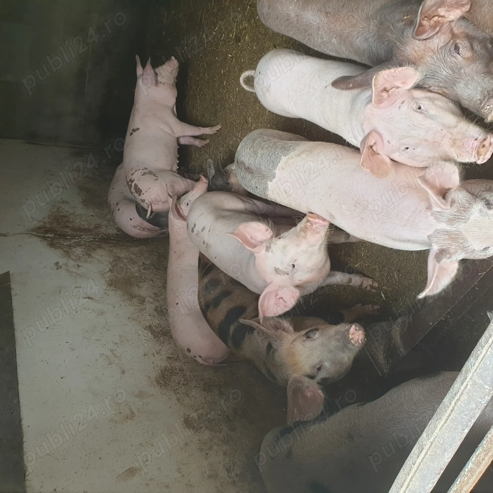 Porci de vanzare .....