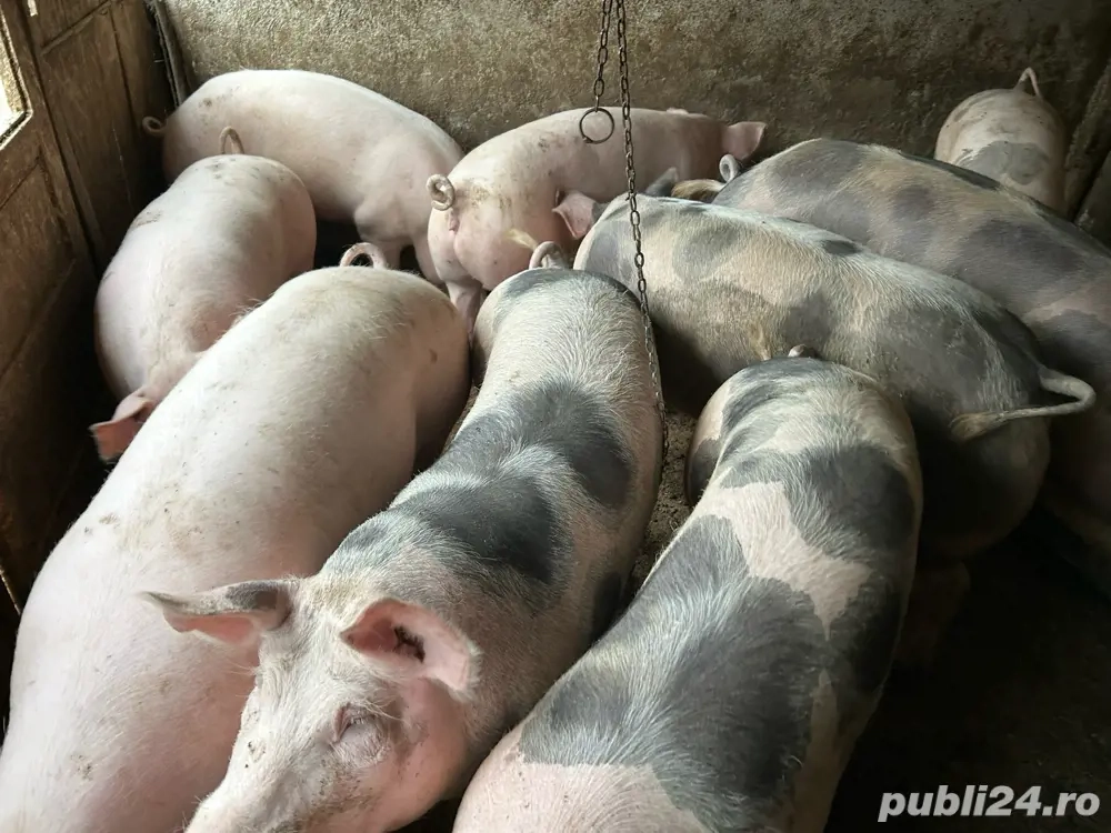 porci de vanzare  porci de vanzare