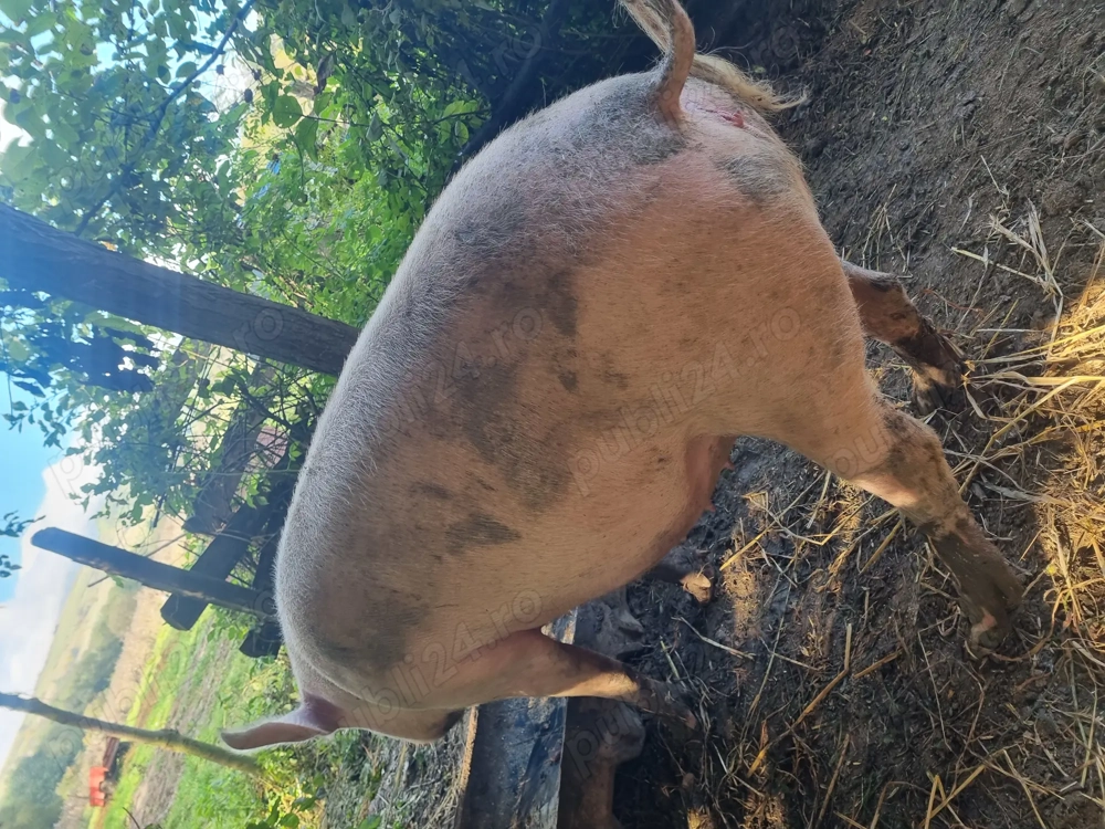 Scrofa de vânzare Scrofa de vânzare